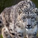 slides/IMG_3056.jpg wildlife, feline, big cat, cat, predator, fur, spot, snow, leopard, eye, steel WBCW54 - Snow Leopard